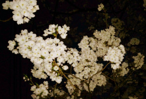 cherry_blossom